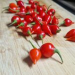 Paprička Biquinho (Pimenta Biquinho)