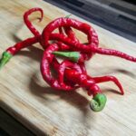 Thunder Mountain Longhorn